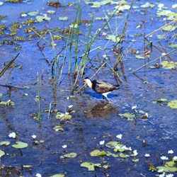 Jacana at the Wetland Centre