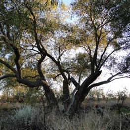 The tree above Carnegies Patience Well