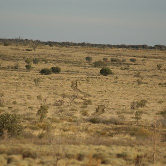 Our lonely track stretching off across the spinifex