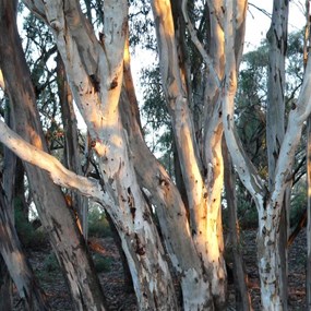 Sunlight highlights the bark of young River Red Gums