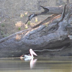 Dead river red gums are still valuable.