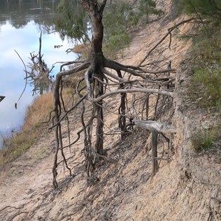 Roots exposed along the bank of the Murray River