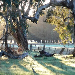 River Red Gum fence posts