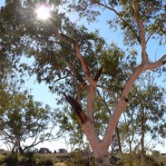 E. camaldulensis var obtusa along the Hay River, NT
