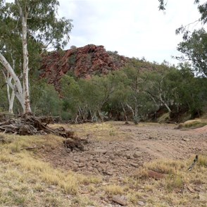 River Red Gums in Finke Gorge