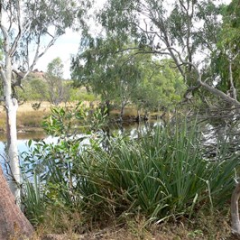 near Georgetown, north Qld.