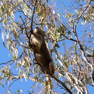 Koala in the Barmah-Millewa forest.