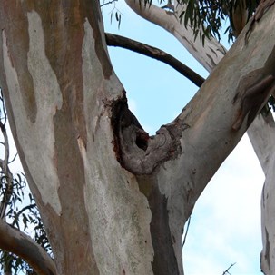 A tree hollow in the making