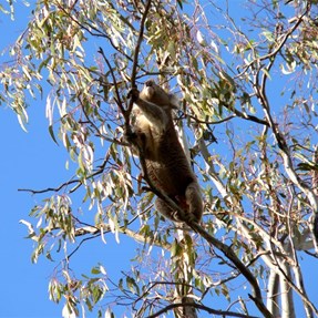 Koala in the Barmah Millewa Forest