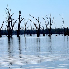 Dead river red gums in Lake Mulwala