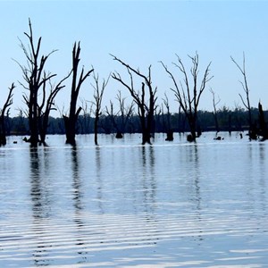 Dead river red gums in Lake Mulwala