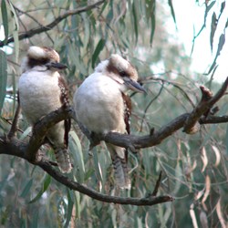 Friendly Kookaburras