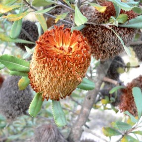 Banksia