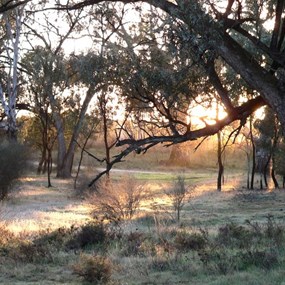 Morning light on the frost