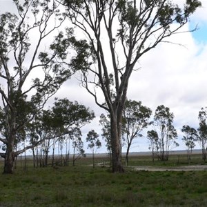 Dry Lake Albacutya and its famous River Red Gums