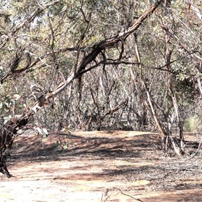 Mallee Fowl incubation mound
