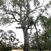 Beautiful River Red Gums on Tyakil Walk