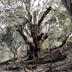 River Red Gums