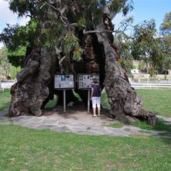 Herbig Tree at Springton