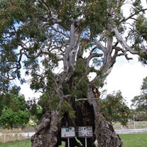 The Herbig Tree at Springton