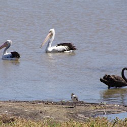 There were lots of Native Birds along the backwaters