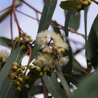 Herbig River Red Gum in Flower.