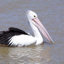 Pelicans were in great numbers at Lock 1