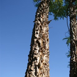 The cork like bark of a mature White Dragon Tree