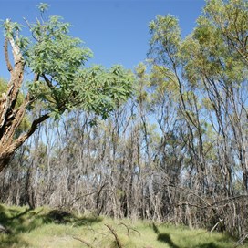 The protective thicket of acacia that rings Elizabeth Soak
