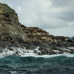 fur seals on the rocks