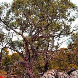trees at Arthurs Lake