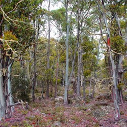 trees near Arthurs Lake