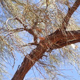 Waddy Tree - Acacia peuce
