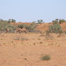Our first group of camels for the trip