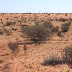 My tracks weaving through the vegitation.
