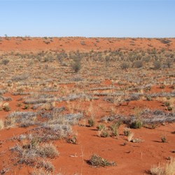 Typical swale vegitation, this was the easier sections.