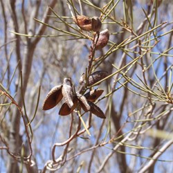 Seed pods of a lone mulga tree after the fuel dump.