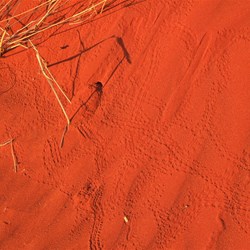 Beetle Tracks in the dunes