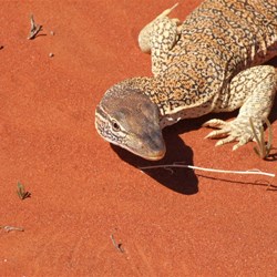 Does this look familiar?