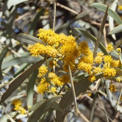 Gidgee in flower at the pit site
