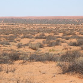 Two remote shot lines through the Gidgee