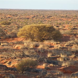 Classic Sidewall Puncture Country