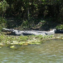 Crocodile