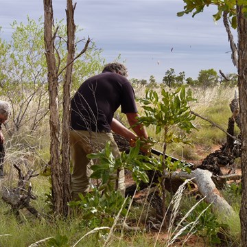 Cleaning up some messy old dead timber