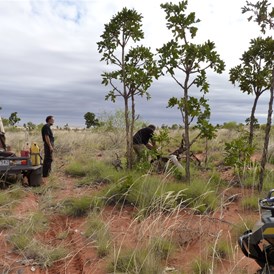 A firewood stop in the late afternoon