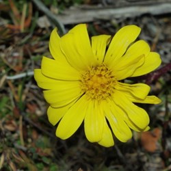 tiny yellow daisy