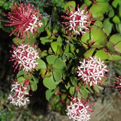 flowering shrub