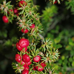 bright red berries on shrub