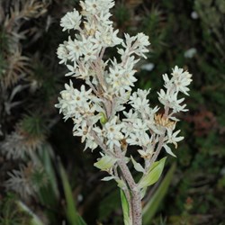 white flowering plant - very impressive