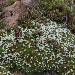 flowering ground cover plant